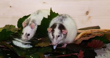 colored cute rats pet