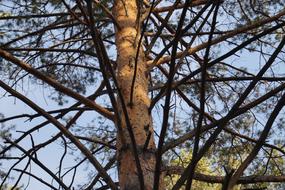 tree pole with branches