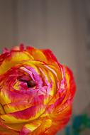 Ranunculus Flower Blossom