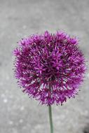 Purple Flower Garden