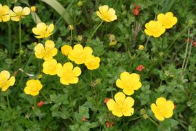 Buttercup Ranunculus Yellow