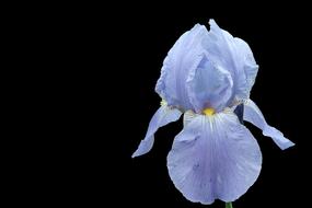 Iris Blossom Bloom