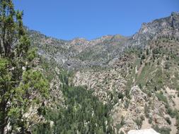 high cliff with trees