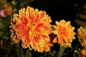 Dahlia Garden Flower