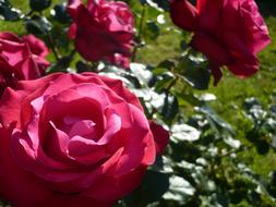 Rose Close Up Macro