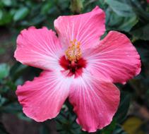 Flower Tropical Pink