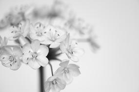 white flowers on background