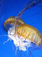 Jelly Fish Water Jellyfish