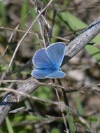 Blue Butterfly Blue-Winged