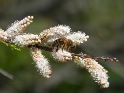 Bee Flower Libar