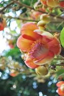 orange flowers on the branches on the trees