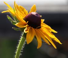 Summer Flowers Blossom