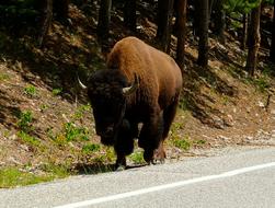 Bison Montana Yellowstone