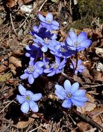 Liverwort Dolinka Bolechowicka