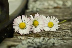Closeup view of Daisy flowers on Wood Weathered