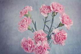 Pink peonies on a gray background