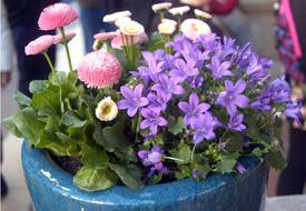 Flower Purple Flowers Pink