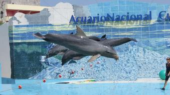 dolphin show in the water pool