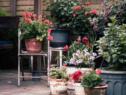 Flowers Garden