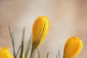 Crocus Flower Blossom