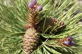 Many a cone on a branch