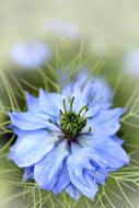 Flower Blue