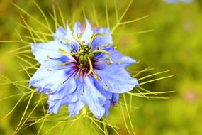 Blue Flower blooming in garden