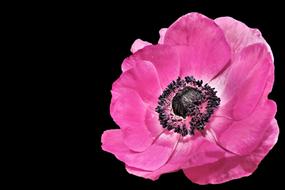Anemone Spring Blossom