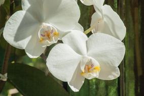 Flower Orchid White