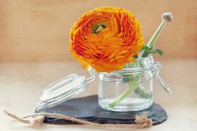 Flower Spring Orange