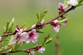 Flower Pesco Flowers