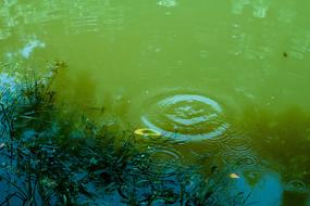 drop of water in the swamp