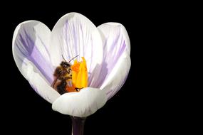 Crocus Bee FrÃ¼hlingsanfang