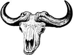 drawing of an animal skull