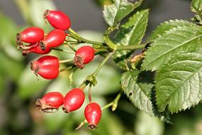 red fresh berries on the branch of the bush