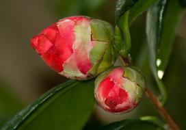 closed flower buds red