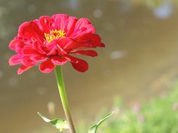 Flower Blossom Red