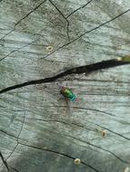 small green fly on Wood