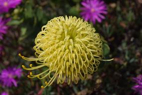 Flower Wild Yellow