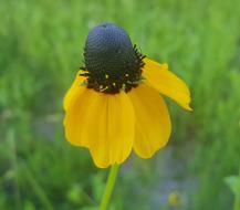Coneflower Clasping-Leaf