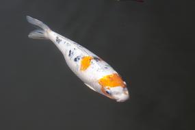 koi fish in a pond