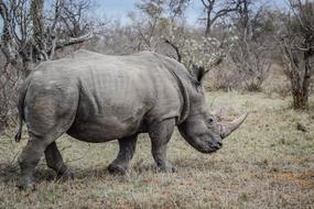 gray rhino walks in Africa