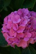 Flower Nature Rose