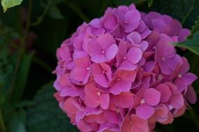Flower Nature Hydrangea