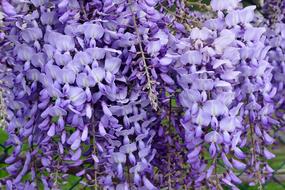 Violet Wisteria Flowers