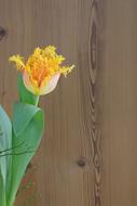 yellow tulip on wood plank background