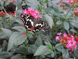 Butterfly Pink Colourful