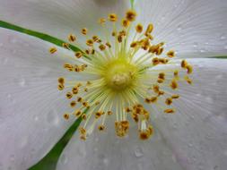 Flower Macro