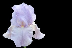 Iris Blossom Bloom