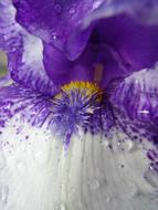 Iris Flower Blossom